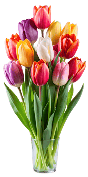 bouquet of colorful tulips png