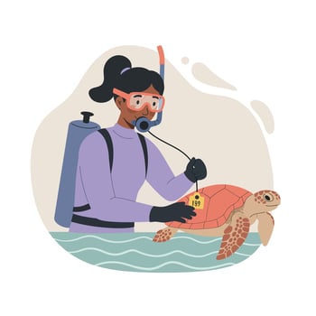 Female diver tagging sea turtle in ocean for marine wildlife research and conservation efforts vector