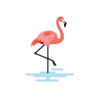 Flamingo standing on one leg in water with pink feathers natural bird animal illustration vector