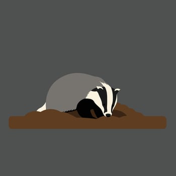 Badger resting on brown soil with dark grey background illustration in simple flat design style vector
