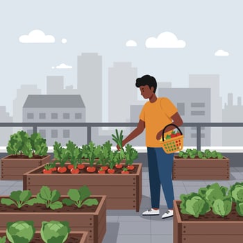 Urban rooftop vegetable garden with person harvesting fresh produce in city environment illustration vector