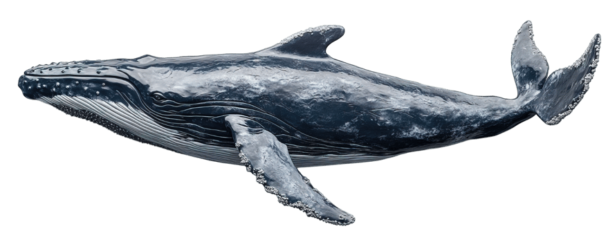 Humpback whale side view isolated on transparent background, png