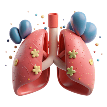dramatic contemporary Healthy Lungs Front View Transparent Background Cutout high quality png