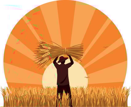 Farmer harvesting wheat field under orange sunrise illustration agricultural scene vector