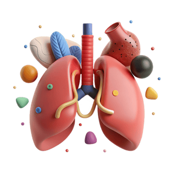 magnificent artistic Lung Anatomy Illustration Isolated detailed png