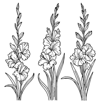 Hand drawn wild flowers Botanical drawing, line art Gladiolus Stylized illustration. Black and White vintage Meadow stems. Simple Stylized blooming plants. Set of outline doodle floral sketch vector
