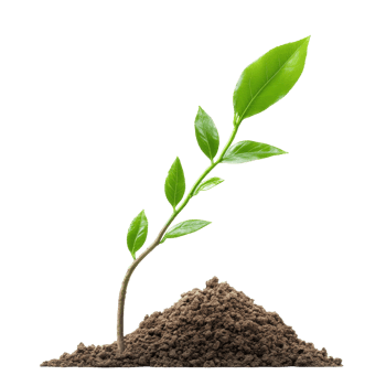 Sprout emerging from soil, vibrant green leaves. png
