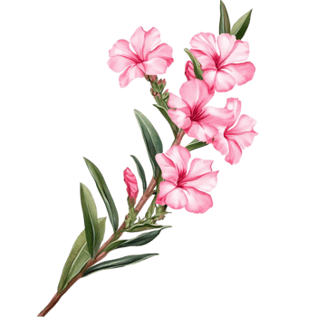 Delicate Pink Oleander Flowers on a Branch Botanical png