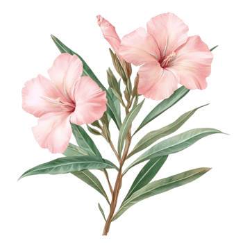 Beautiful Light Pink Oleander Flowers with Green Foliage Botanical png