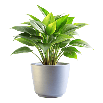 Green houseplant in a pot shows natural leaf growth png