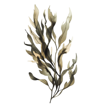 Artistic seaweed illustration with abstract leaf patterns png