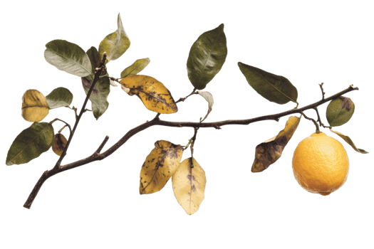 Lemon tree branch with green and yellow leaves and a single ripe lemon png