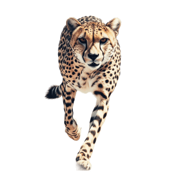 Majestic cheetah in motion showcasing speed and grace png