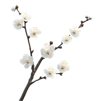 Plum Blossom Branch with Delicate Spring Flowers png