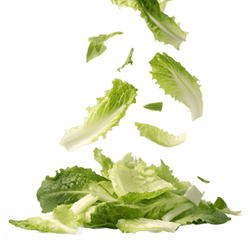 Falling Fresh Romaine Lettuce Leaves Transparent Background png