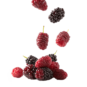 Falling Mulberries Isolated on Transparent Background png