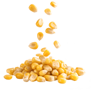 Falling Corn Kernels on Transparent Background png