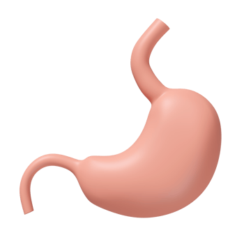 3d human stomach icon isolated. 3d illustration render png