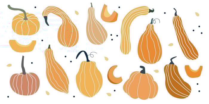 Hand drawn pumpkin. Autumn harvest squash illustration for fall decor, crafts, Thanksgiving invitations, recipe cards and stickers. vector