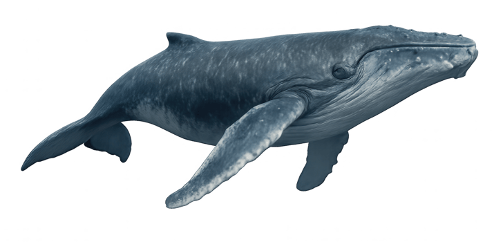 Large humpback whale swimming in the ocean with transparent background png