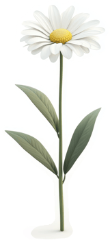 Graceful daisy with delicate leaves. png