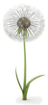 Graceful dandelion with fluffy seed head. png