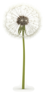 Detailed close-up of a dandelion seed head. png