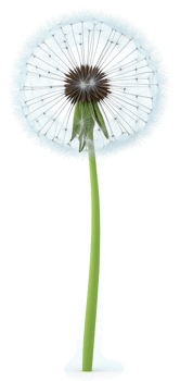 Delicate dandelion with fluffy seed head. png