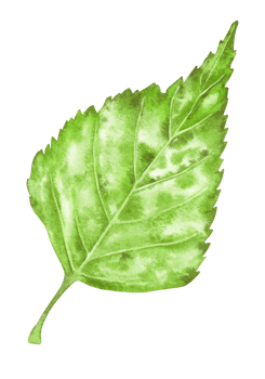 Hand drawn watercolor leaf illustration. Colorful green leaf for birthday, wedding, png