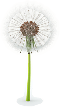 Detailed illustration of a dandelion seedhead. png