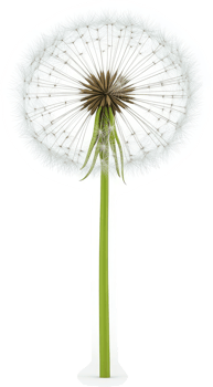 Close-up view of a dandelion seed head. png