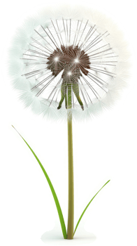Detailed illustration of a dandelion with a central focus. png
