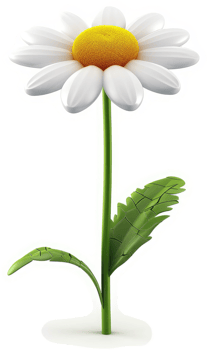 Vibrant white daisy with yellow center. png