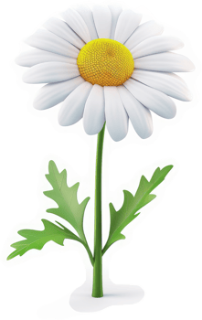 A radiant, single daisy with vibrant yellow center. png