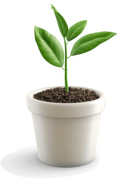 Vibrant young plant in a simple white pot. png