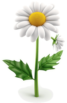 Vibrant white daisy with yellow center, flourishing on a green stem. png