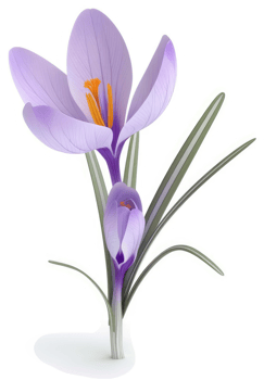 Lilac crocus blossoms with emerging buds. png