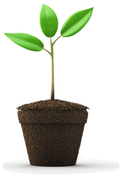 Freshly planted seedling in a small brown pot. png