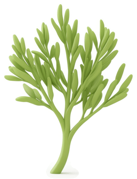 Light green sprig with delicate foliage. png