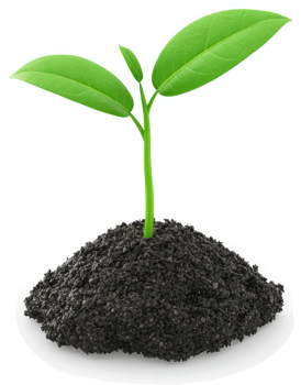A young sprout emerging from fertile soil. png