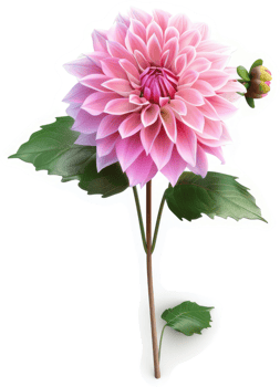 Delicate pink dahlia blossom with lush foliage. png