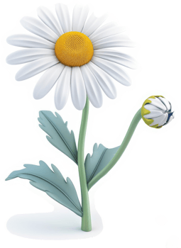Detailed illustration of a daisy flower and a developing bud. png