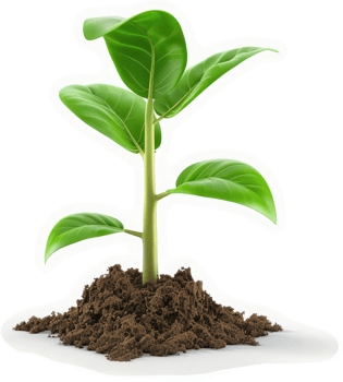 Freshly sprouted plant emerging from soil. png