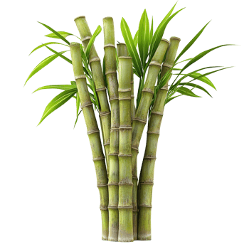 Several stalks of sugarcane are displayed with green leaves and stalks png