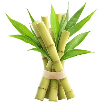 A bundle of fresh sugarcane stalks with vibrant green leaves png