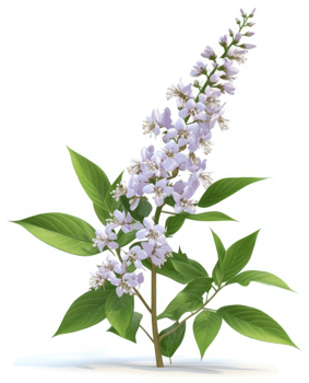 Light purple flowering plant with elongated clusters. png