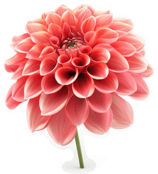 Close-up of a vibrant coral dahlia. png