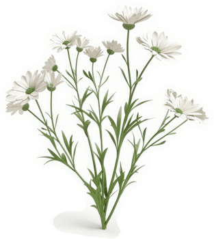 White daisy bouquet with delicate stems and leaves. png