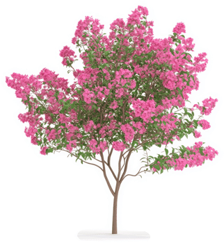 Vibrant pink flowering tree stands tall. png