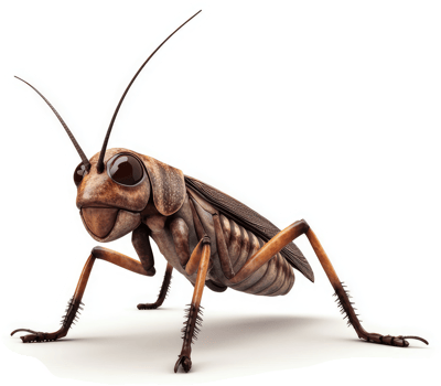 Detailed 3d rendering of a field cricket. png